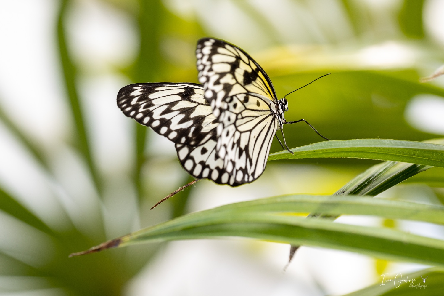  R2A3052 28 mei 2023 1544 33